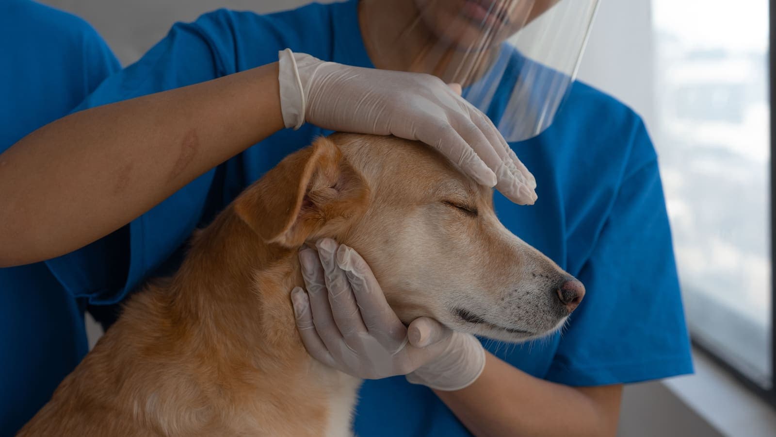 A vet in blue scrubs and gloves gently cradles the head of a calm golden dog whose eyes are closed, by a bright window.