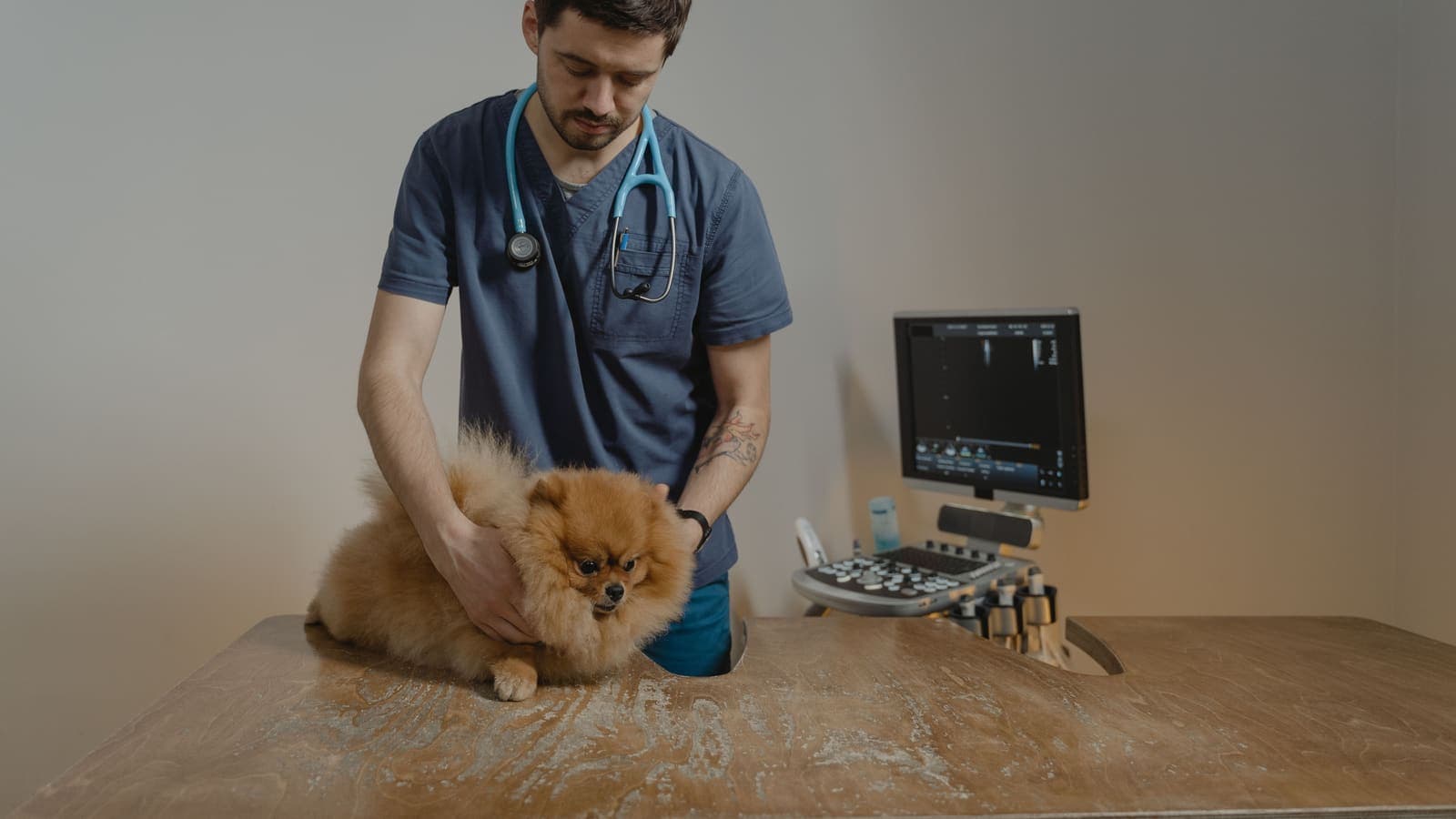 A vet in blue scrubs, a stethoscope round his neck, steadies a small fluffy orange dog on a wooden examination table, an ultrasound machine behind them.